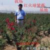 基地直銷紫薇 紅火球紫薇 紫薇苗木 紅火球紫薇批發(fā)