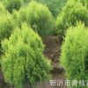 長期供應(yīng)綠化苗木花灌木室內(nèi)盆栽 灑金柏 灑金柏苗 灑金柏球