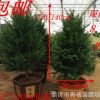 正宗南方紅豆杉 室內(nèi)紅豆杉盆栽紅豆杉樹苗 大型客廳庭院綠植花卉