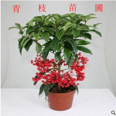 場(chǎng)家供應(yīng)富貴籽 觀賞類灌木富貴籽黃金萬兩百萬兩