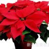 批發(fā)供應(yīng)一品紅 高品質(zhì)文竹 一品紅盆栽 存活率高