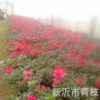 大量供應(yīng)綠化苗木花卉盆栽盆景室內(nèi)綠植 杜鵑苗 高品質(zhì)杜鵑苗
