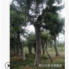 廠家推薦 樸樹 高品質樸樹 樸樹批發