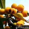 場家直銷綠化苗木花卉花灌木色塊宿根類室內綠植 琵琶 琵琶批發