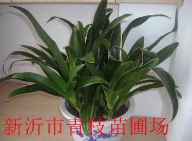 批發綠化苗木花卉花灌木室內盆栽 萬年青 盆栽萬年青 萬年青批發