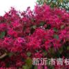 供應綠化苗木 紅花檵木 紅花檵木盆栽 高品質紅花檵木球