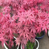 批發紅楓苗 紅楓盆栽小苗 三季紅