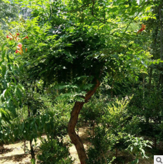 炮仗花凌霄苗棚架墻體綠化苗 園林觀賞植物 綠化苗基地批發凌霄花
