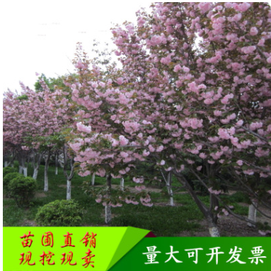 園林植物櫻花露地樹苗 櫻花樹苗基地直銷 庭院觀賞植物櫻花樹苗