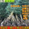 青竹樹苗紫竹竹苗 盆栽庭院內觀賞四季常青植物竹子苗竹子盆栽
