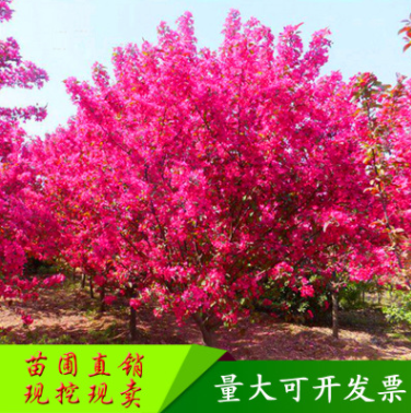 西府海棠樹苗 園林植物露地海棠樹苗 觀賞植物綠化苗基地批發直銷