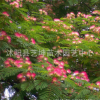 合歡樹工程綠化苗 規(guī)格齊全絨花樹合歡樹 園林觀賞綠化樹