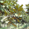 基地供應(yīng)庭院植物玉蘭 白玉蘭 廣玉蘭 紫玉蘭