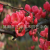 精品盆栽 工程綠化苗木耐寒紅梅小苗紅梅花苗