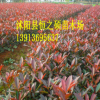苗圃出售 紅葉石楠小苗