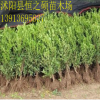 黃楊苗批發(fā)基地 大小葉黃楊 苗圃小苗