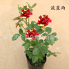 帶花苞大花月季花苗濃香花卉綠植室內盆栽月季花苗四季開花