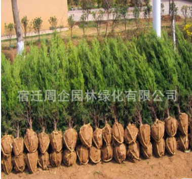 工程綠化直銷 龍柏樹 四季常青龍柏球 規格全