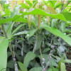 廣西桂七芒果樹苗嫁接芒果苗四季盆栽地栽南方種植果樹苗當年結果