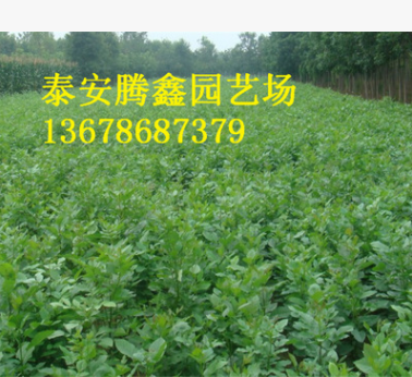 白蠟樹 基地出售各種規(guī)格的白蠟樹