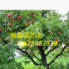 藤木1號蘋果樹價格 適應能力強 成活率高