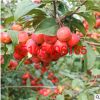 自產(chǎn)自銷嫁接果樹苗紅果苗 青果苗 開心果苗長壽果盆景