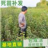 山東自產(chǎn)自銷矮化櫻桃苗 大櫻桃樹苗 嫁接櫻桃苗 櫻桃苗木
