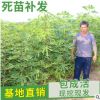 山東地栽波姬紅紅心無花果苗 庭院種植砂糖青皮無花果苗 專供新疆