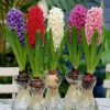 優(yōu)質(zhì)荷蘭進(jìn)口風(fēng)信子種球 綠色水培桌面盆栽花卉 量大優(yōu)惠