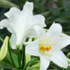 陶花仙苗木花卉 供應特價新鮮香水百合花