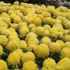 陶花仙苗木花卉 供應菊花苗 大黃菊 盆栽菊花苗
