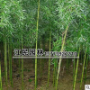 批發綠化苗供應直徑1-5cm雷竹 耐寒性強 對土要求不嚴