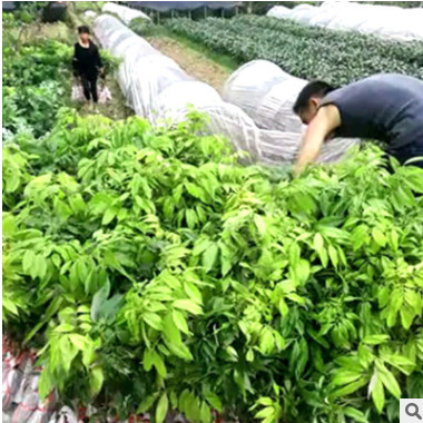 批發(fā)優(yōu)質(zhì)荔枝苗 接果樹苗 肉厚核小產(chǎn)量高 南北種植