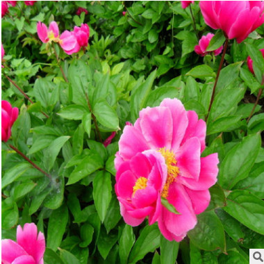 現(xiàn)貨批發(fā)優(yōu)質(zhì)高產(chǎn)白芍種子 中藥材芍藥芽 量大從優(yōu)