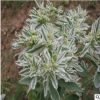 銷售優(yōu)質(zhì)銀邊翠種子 銀邊翠種子 發(fā)芽率高 保證質(zhì)量