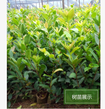 供應優質油茶苗——二年營養杯油茶苗