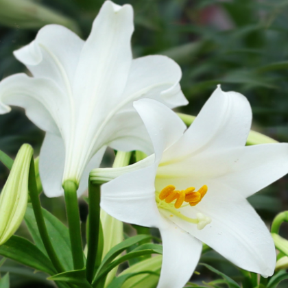 陶花仙苗木花卉 供應(yīng)特價(jià)新鮮香水百合花