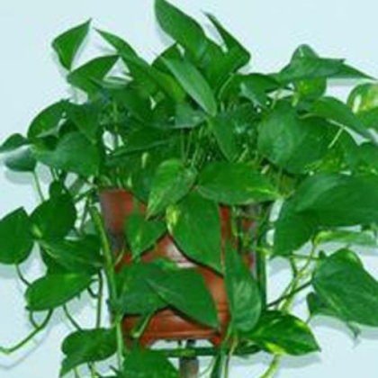 南陽(yáng)金業(yè)苗木種植專業(yè)合作社種植供應(yīng)綠蘿