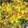 供應(yīng)園林工程苗木 金葉錦帶苗批發(fā) 紅王子錦帶 規(guī)格齊全價格從優(yōu)