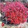 批發(fā)紅葉石楠球 精品紅葉石楠 基地直銷工程綠化苗木 規(guī)格齊全