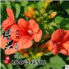 批發供應優質美國凌宵花苗 攀援花卉 藤本植物 凌霄苗 基地發貨