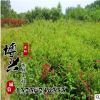 大量供應紅王子錦帶苗 金葉錦帶 園林綠化用苗批發 量大從優