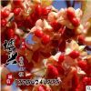 低價出售絲棉木樹苗 基地供應園林工程苗木批發 風景樹速生易成活