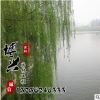 供應各種優質樹木 青皮垂柳綠化工程苗木批發 基地直銷量大從優