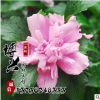觀花型園林綠化苗木批發 優質小樹苗苗圃供應規格全 獨桿木槿花苗
