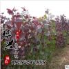 大量供應各種規格小樹苗 優質紅葉楊工程苗木批發 質量上乘價格優