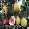 批發(fā) 高產(chǎn)水果樹苗蜜柚苗 地栽嫁接柚子樹苗柚子苗 紅心柚子苗