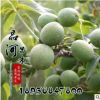 基地核桃苗直銷 果樹苗 薄殼核桃樹苗 當(dāng)年結(jié)果 核桃嫁接苗