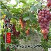 大量供應(yīng)葡萄苗 新品種紅無核葡萄苗 克倫生無核葡萄 夏黑