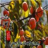 果樹苗 基地直銷南北可種嫁接日本甜柿柿子樹苗 柿子樹苗批發(fā)